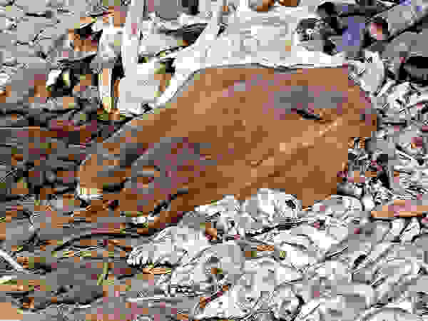 Akodessewa020a.jpg