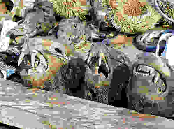 Akodessewa022a.jpg