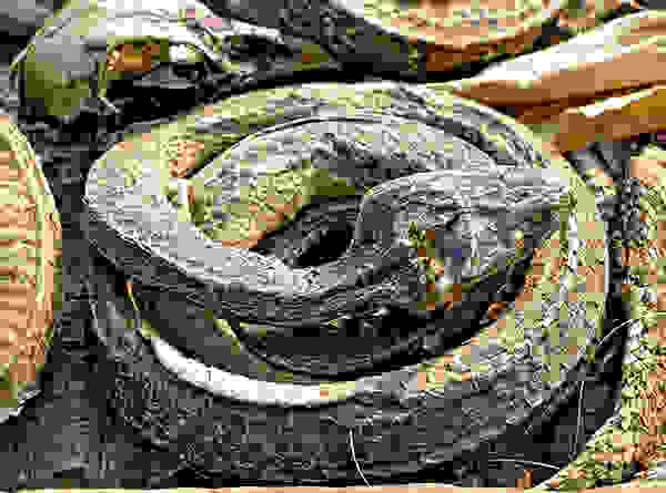 Akodessewa06a.jpg