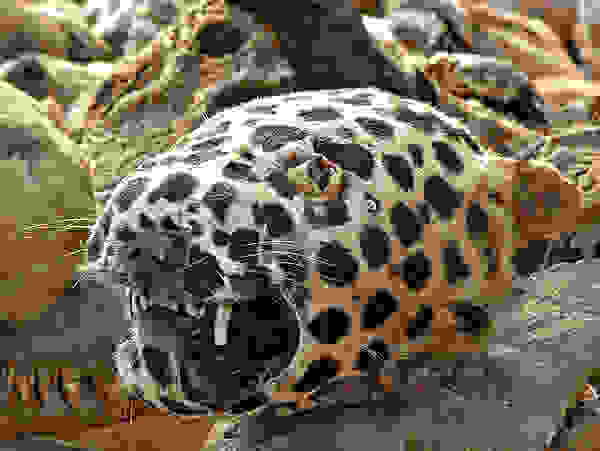 Akodessewa07a.jpg