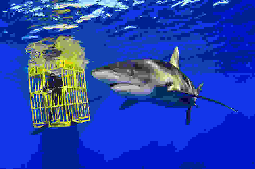 Brian-Skerry-Oceanic-Whitetip-Shark-02.jpg