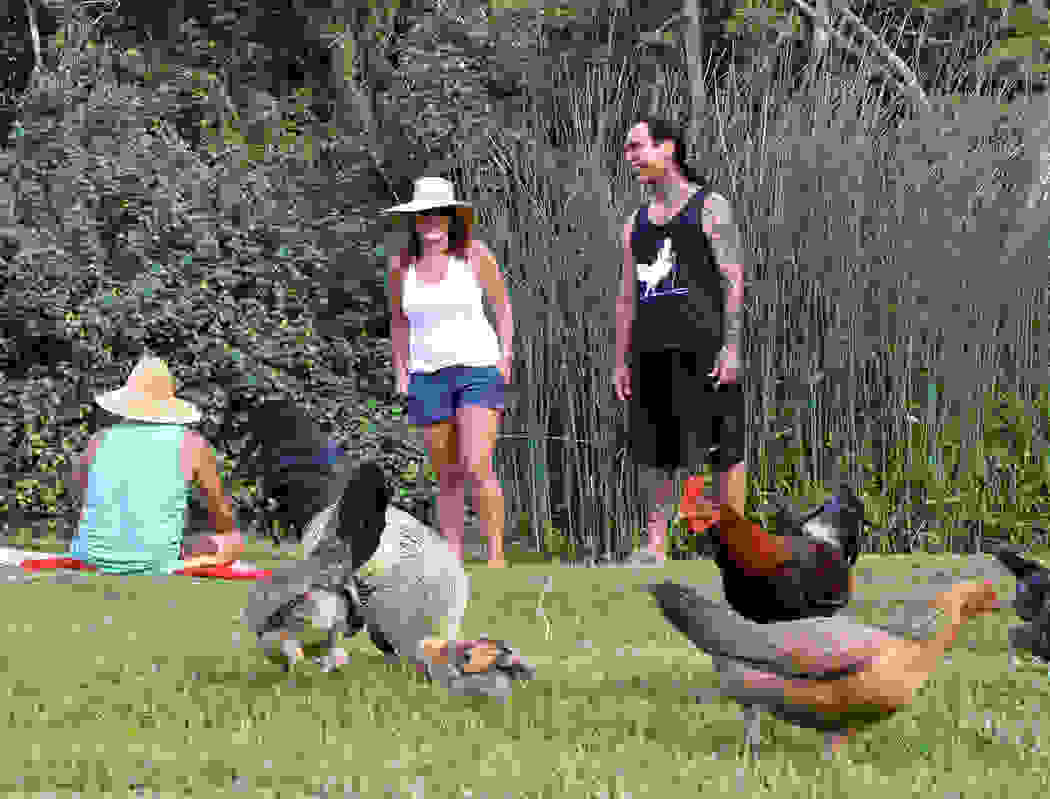 CHICKENS1.jpg