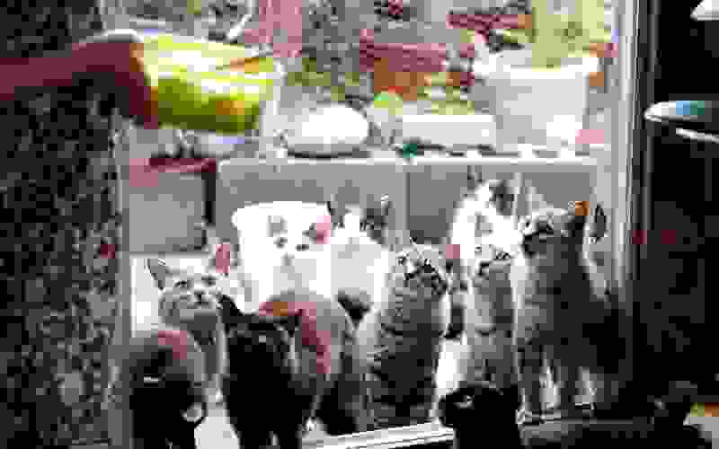 Cat-Island-Fubirai.1.jpg