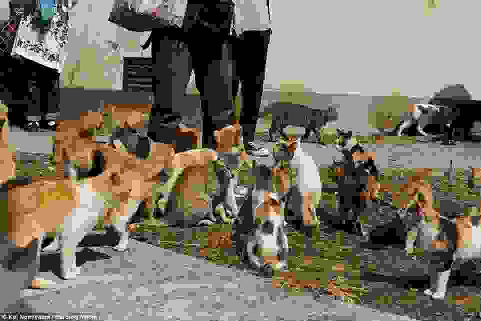 Cat-Island-Fubirai.25.jpg