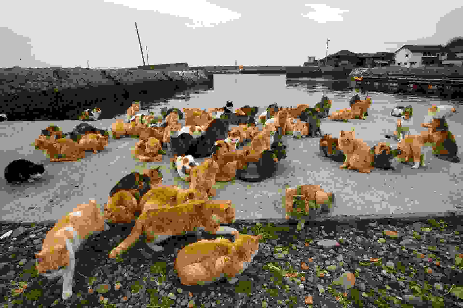 Cat-Island-Fubirai.jpg