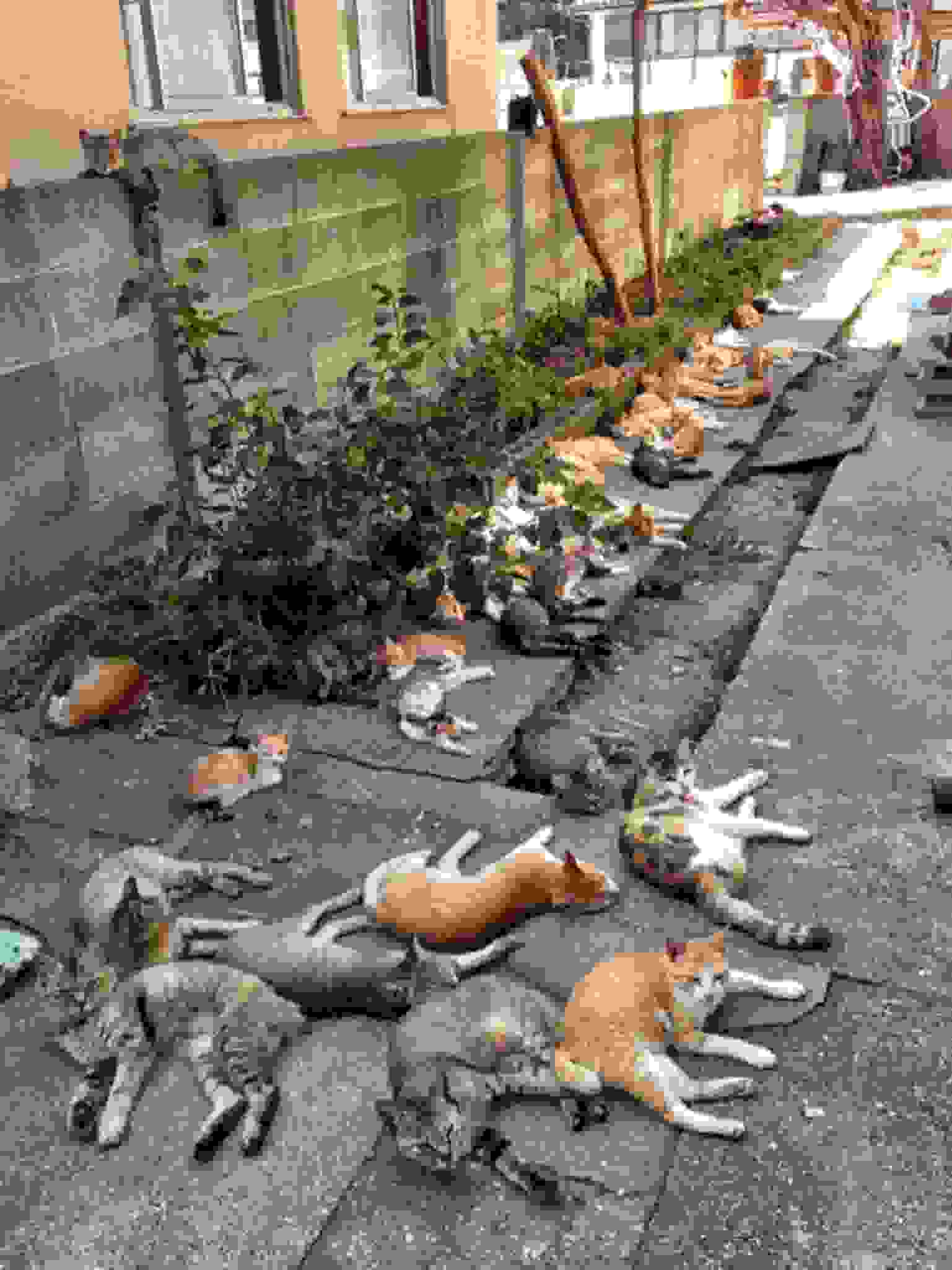 Cat-Island-Fubiraicat-island.jpg