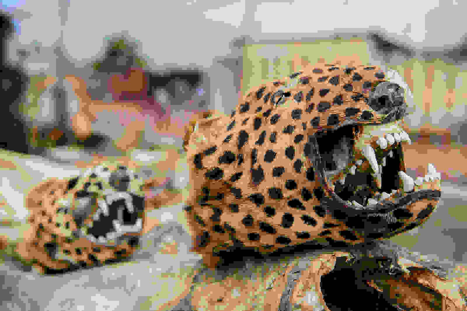 CheetaHead.jpg