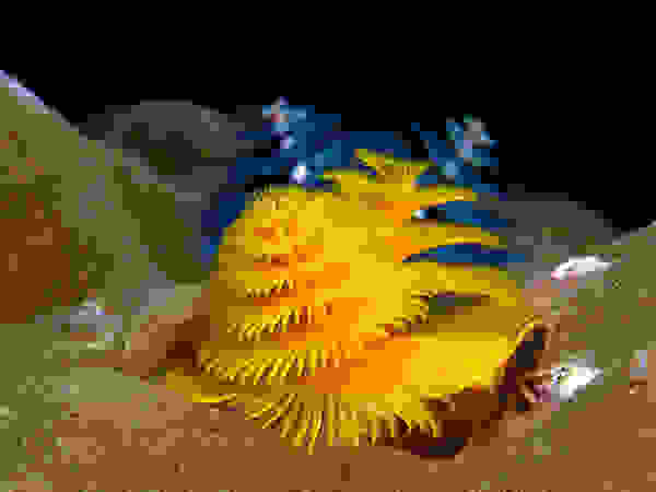 Christmas-tree-worms.jpg
