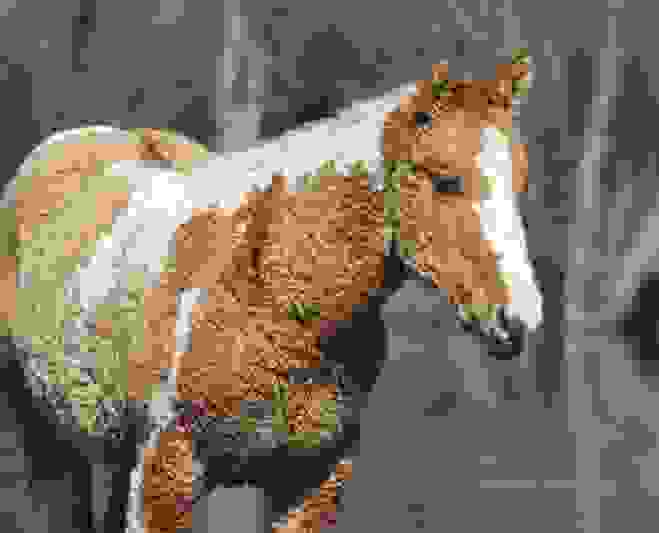 Curly-Horse8.jpg