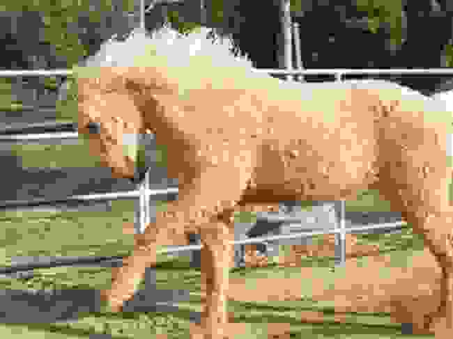 Curly-Horse86.jpg