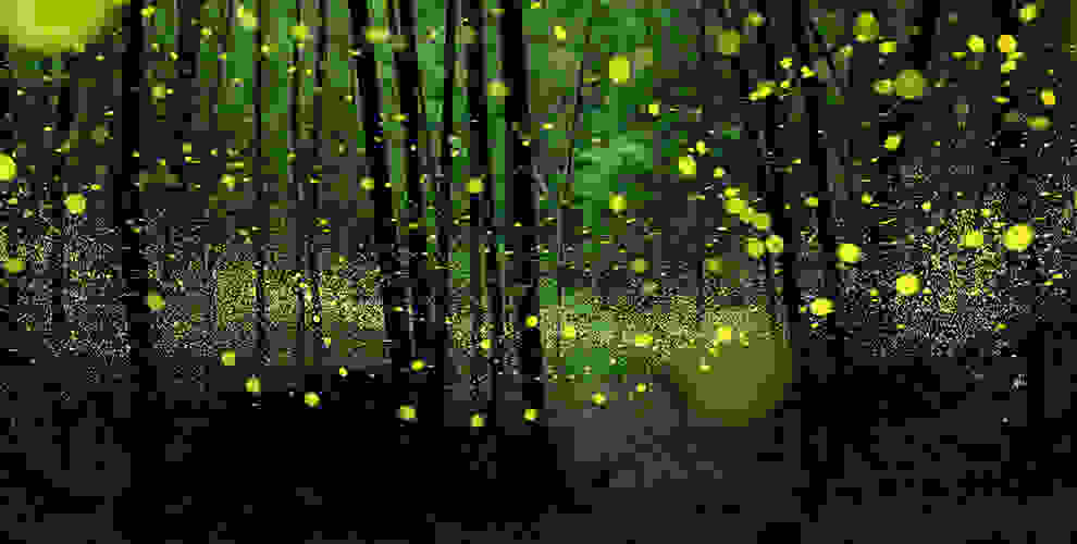 Firefly-park-1.jpg