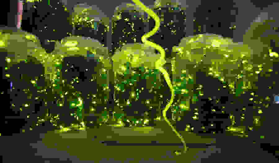 Firefly-park-3.jpg