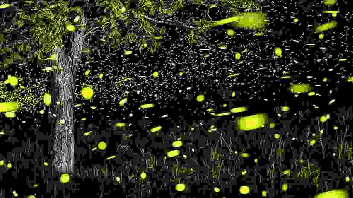 Firefly-park-4.jpg