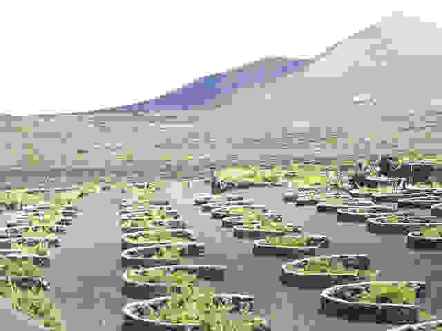 Grapes_Volcanic_Island_13.jpg