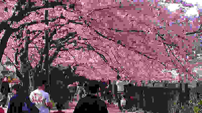 Hanami1.jpg