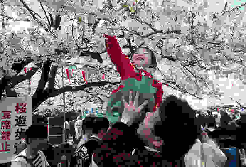 Hanami10.jpg
