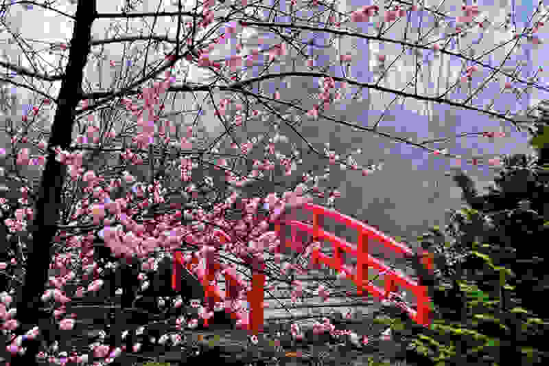 Hanami12.jpg