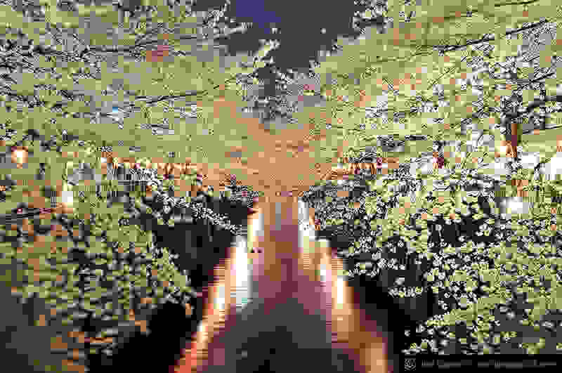 Hanami2.jpg