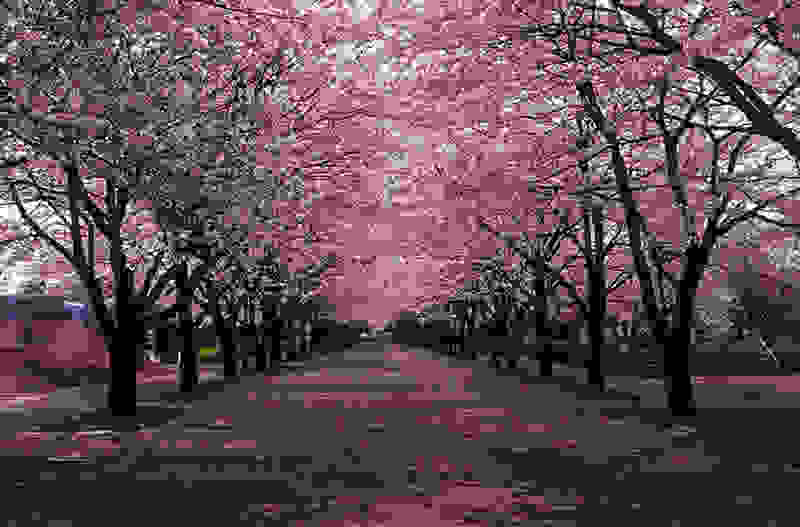 Hanami3.jpg