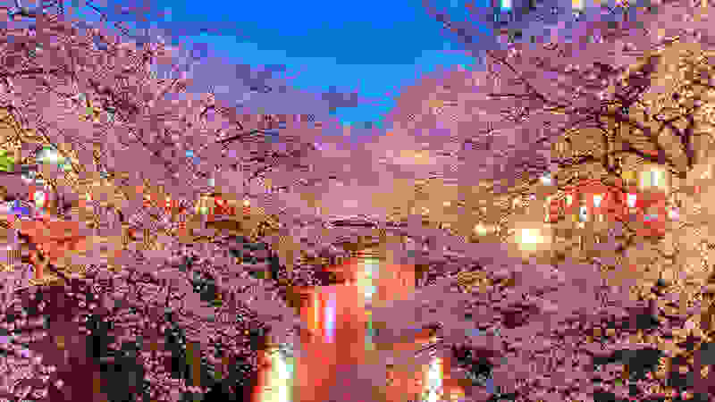 Hanami4.jpg
