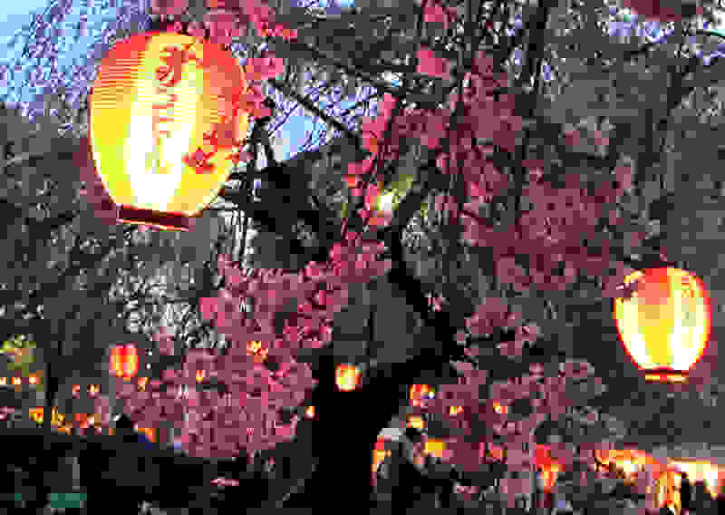 Hanami5.jpg
