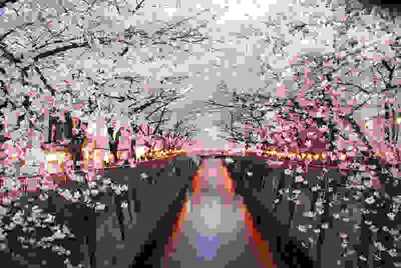 Hanami6.jpg