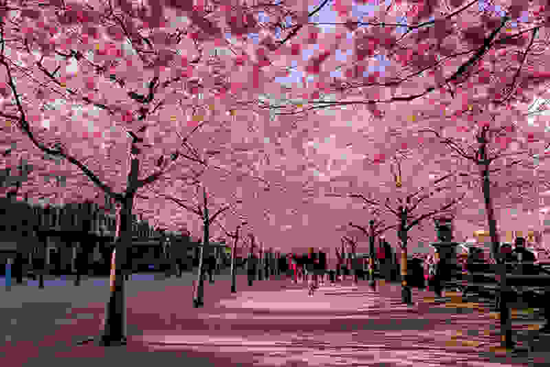 Hanami7.jpg