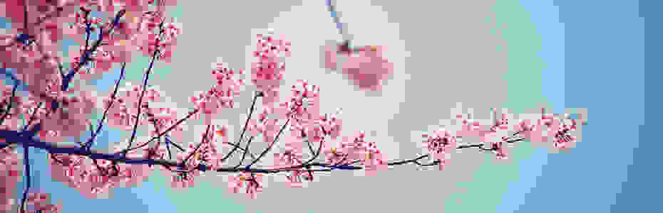Hanami8.jpg