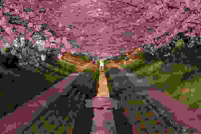 Hanami9.jpg