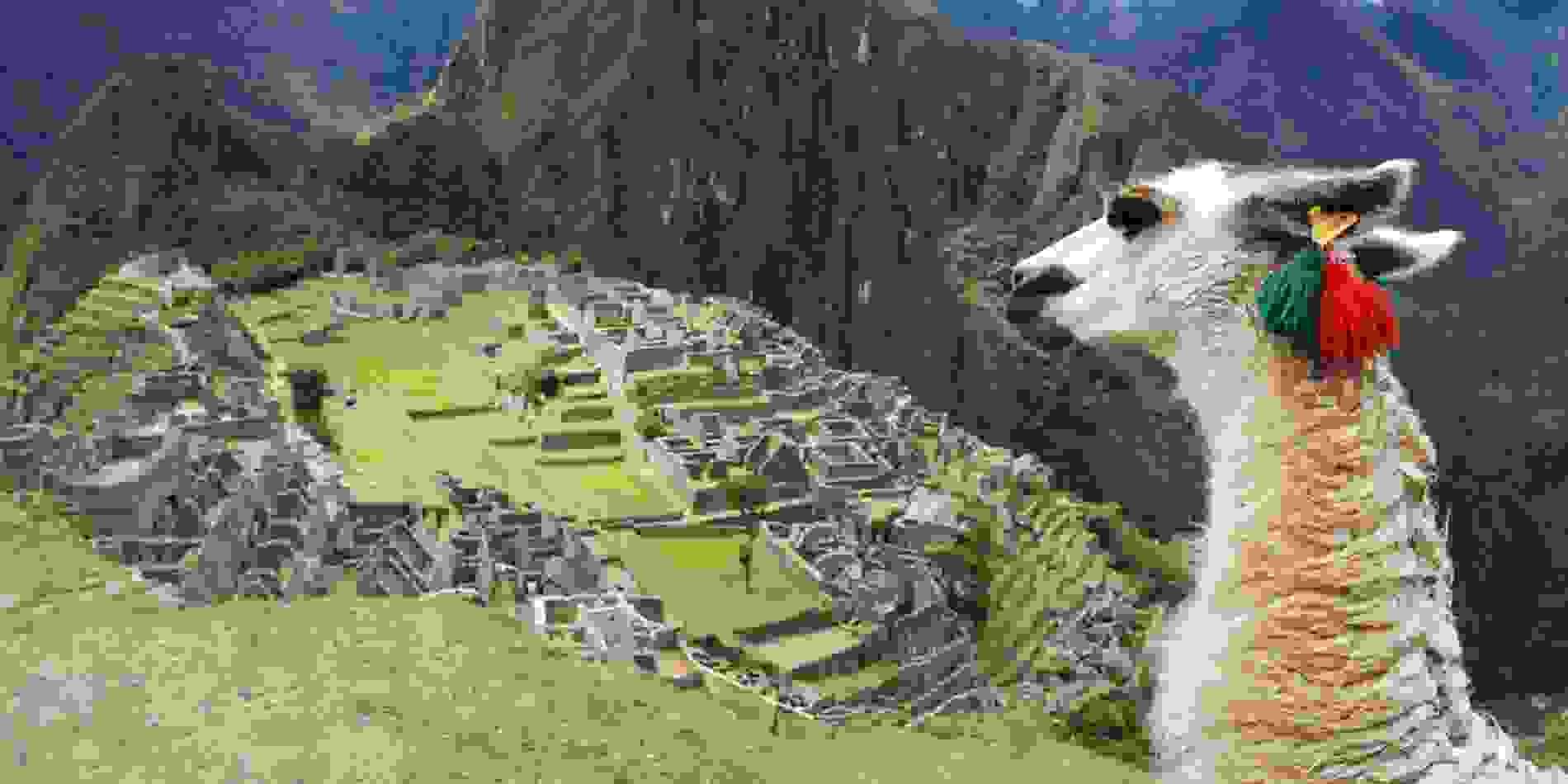 Lama-Machu-Picchu.jpg