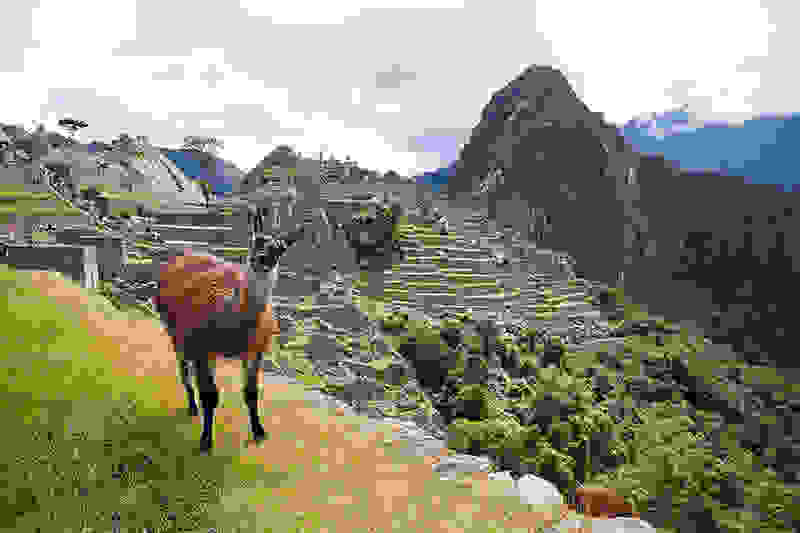 Lama-Machu-Pichu2.jpg