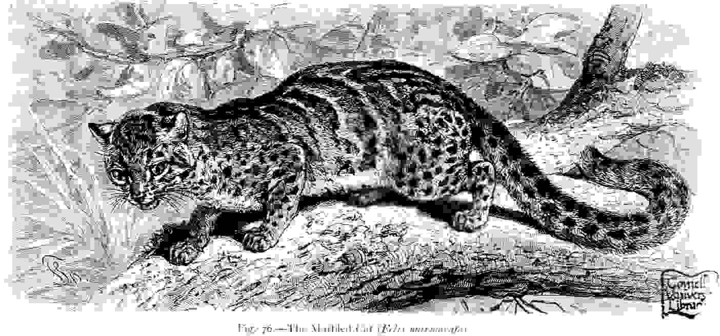 Marbled-cat.jpg