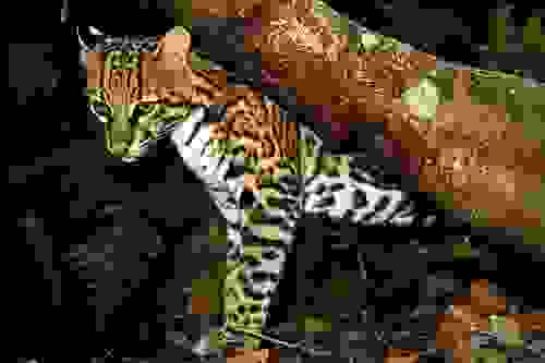 MarbledCat.jpg