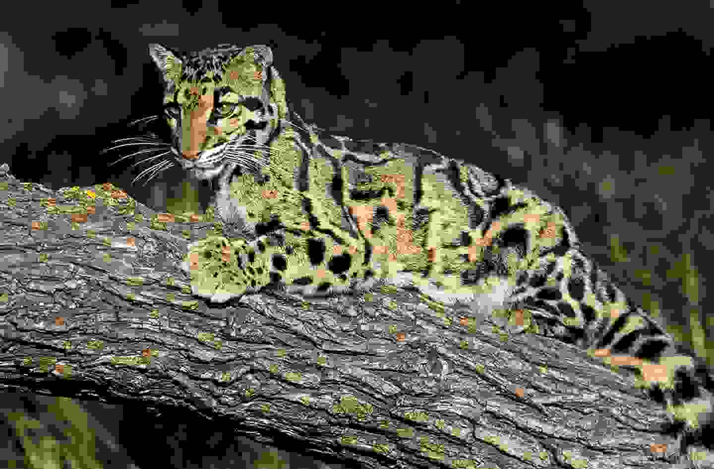 MarbledCat0.jpg