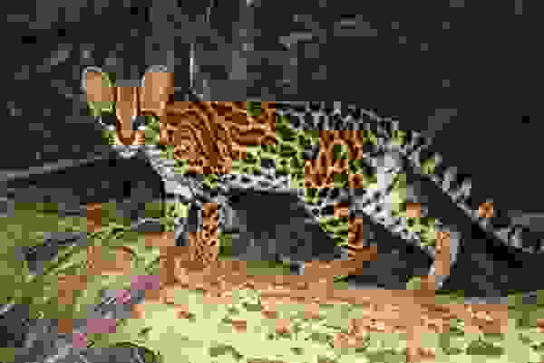 MarbledCat1.jpg