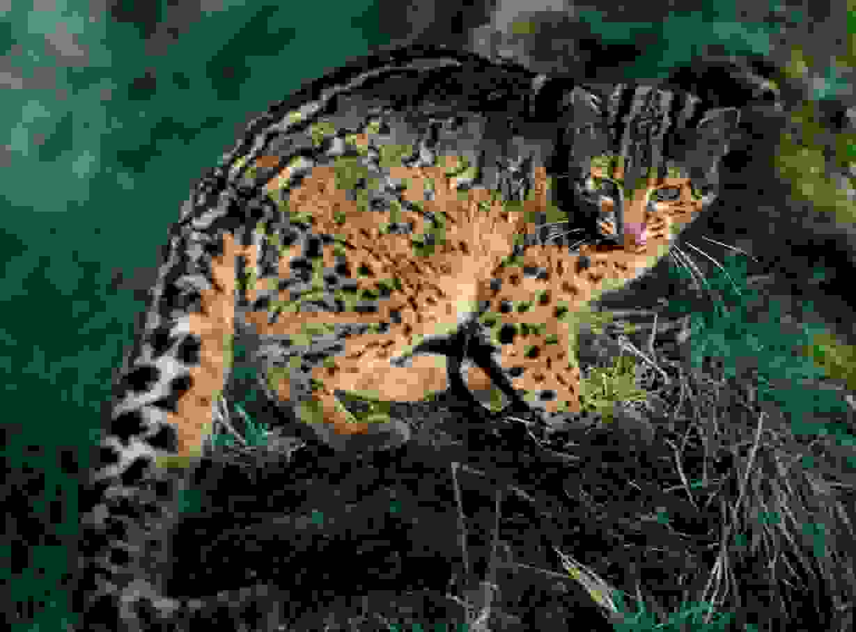 MarbledCat3.jpg