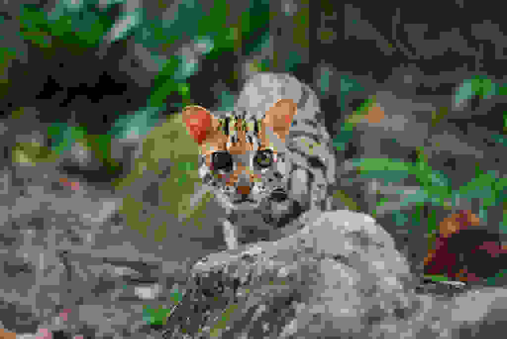 MarbledCat4.jpg