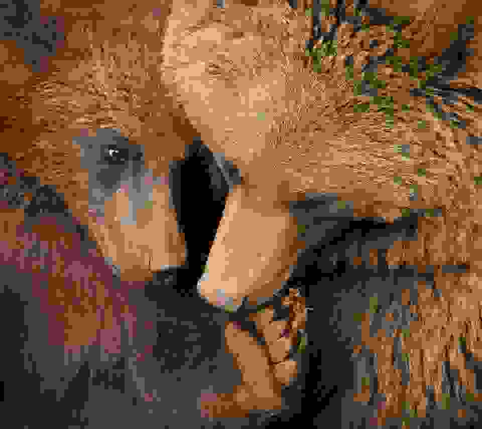 Marina-Cano-Wildlife-Photographer3.jpg