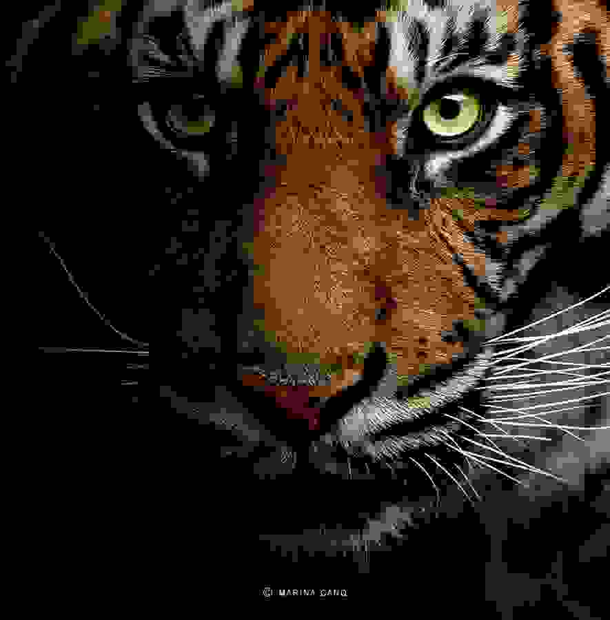 Marina-Cano-Wildlife-Photographer8.jpg