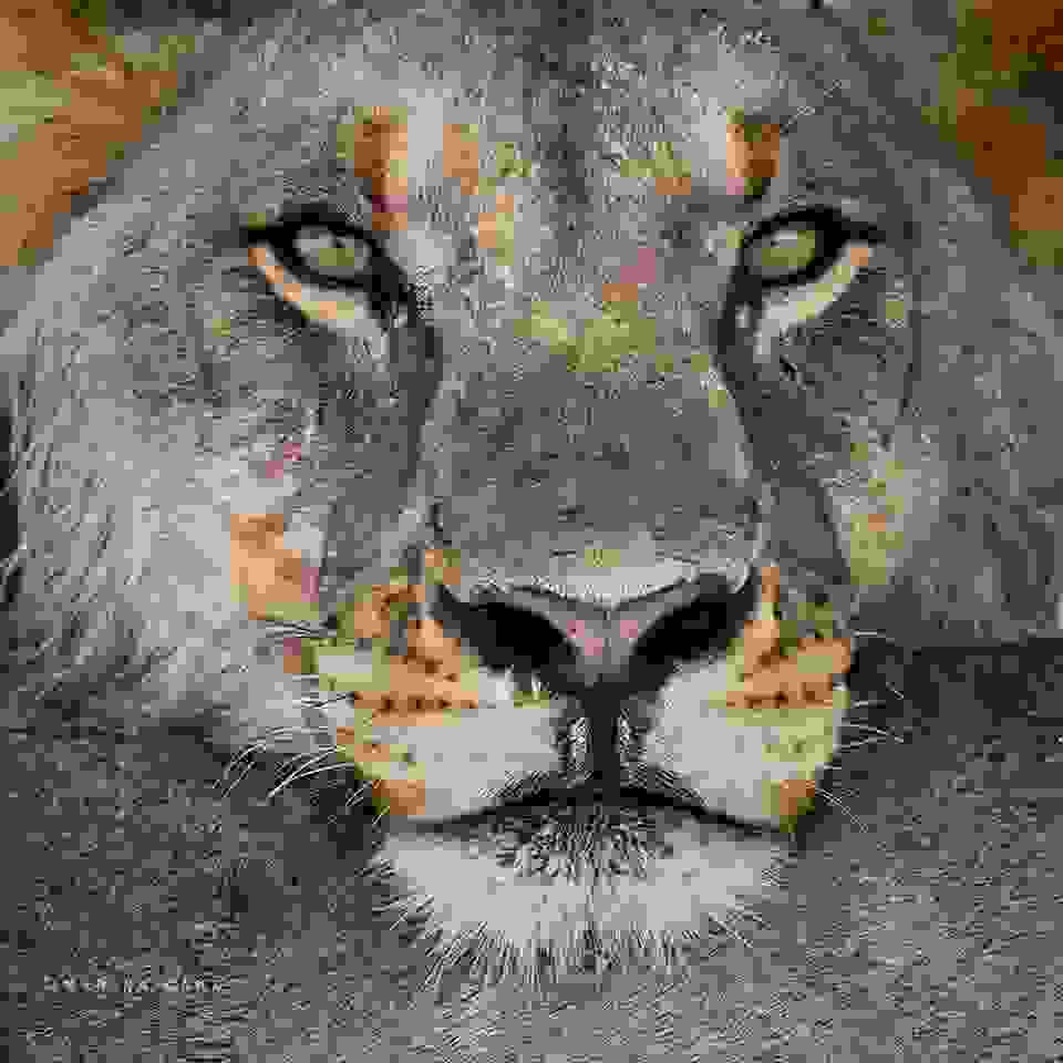 Marina-Cano-Wildlife-Photographer9.jpg