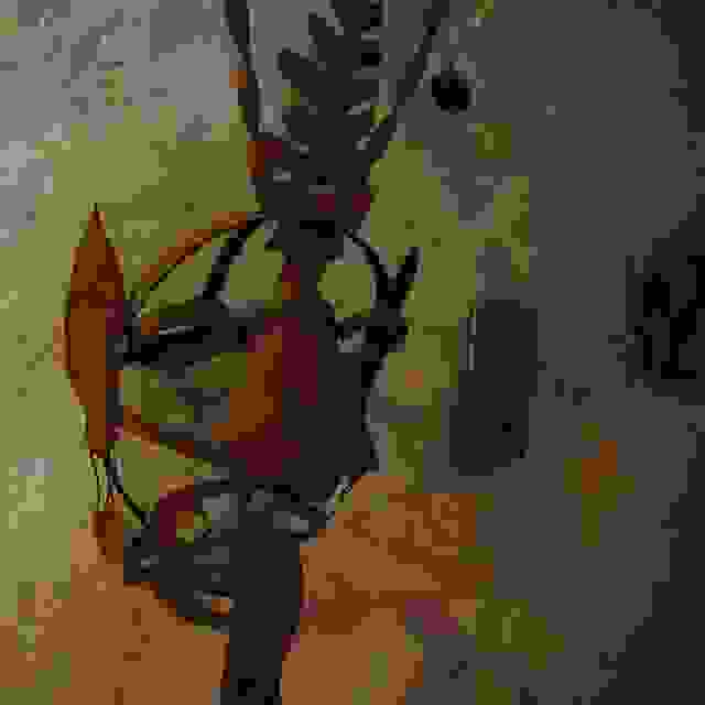 Mask-shame3.jpg