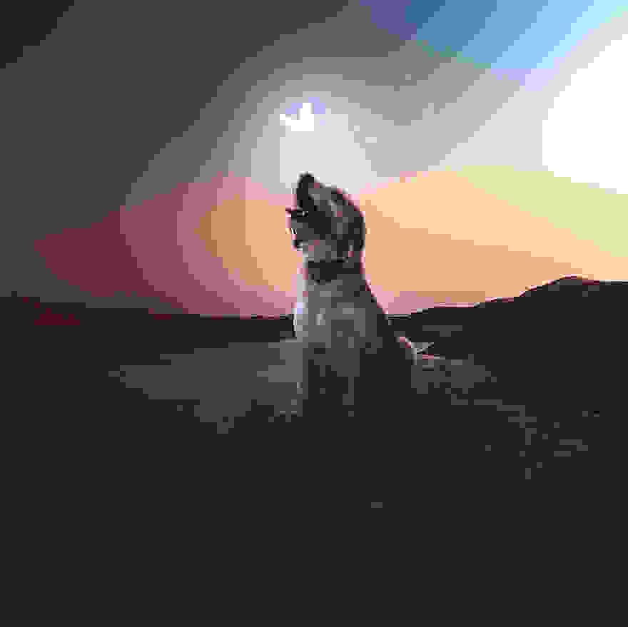 Molly-s1__880.jpg