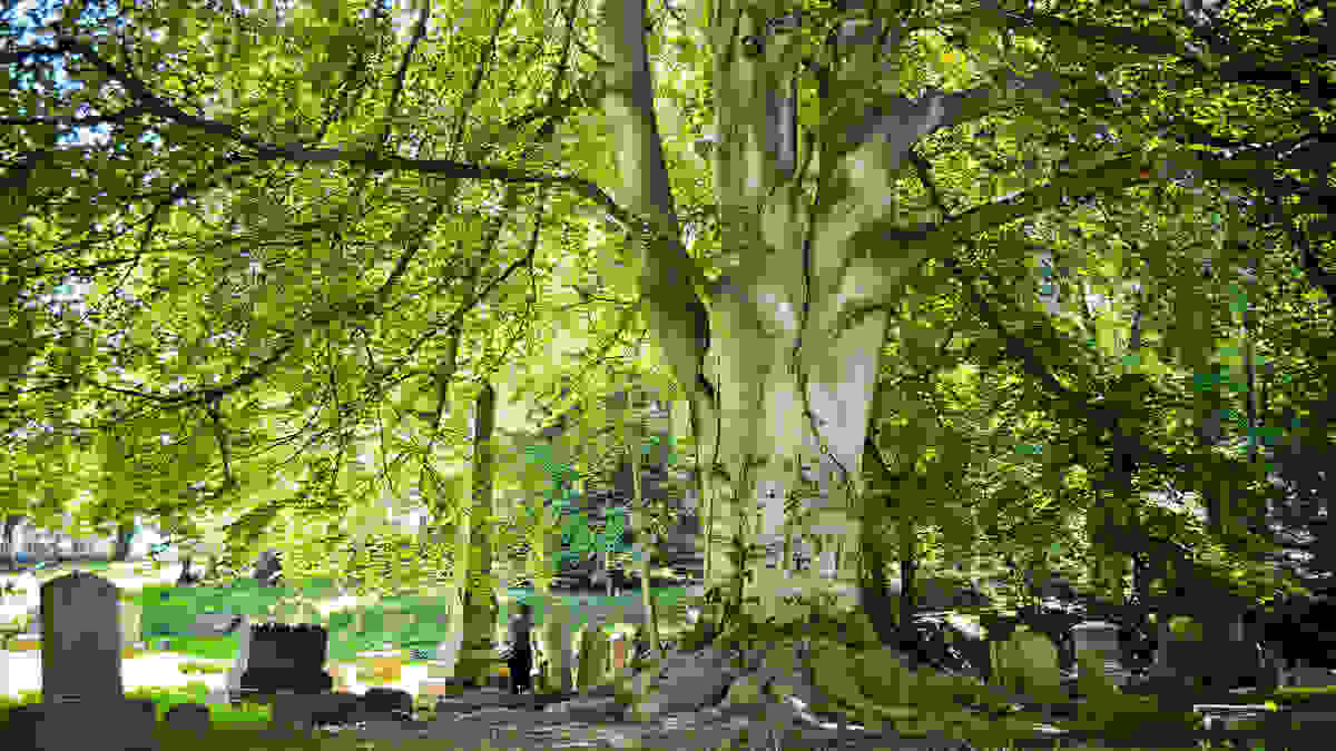 MountHopeCemetery.jpg