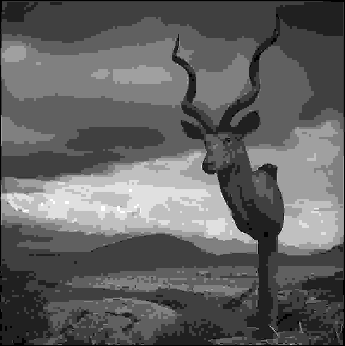 Nick_Brandt.jpg
