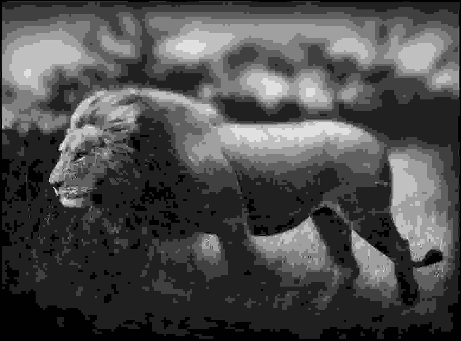 Nick_Brandt0.jpg