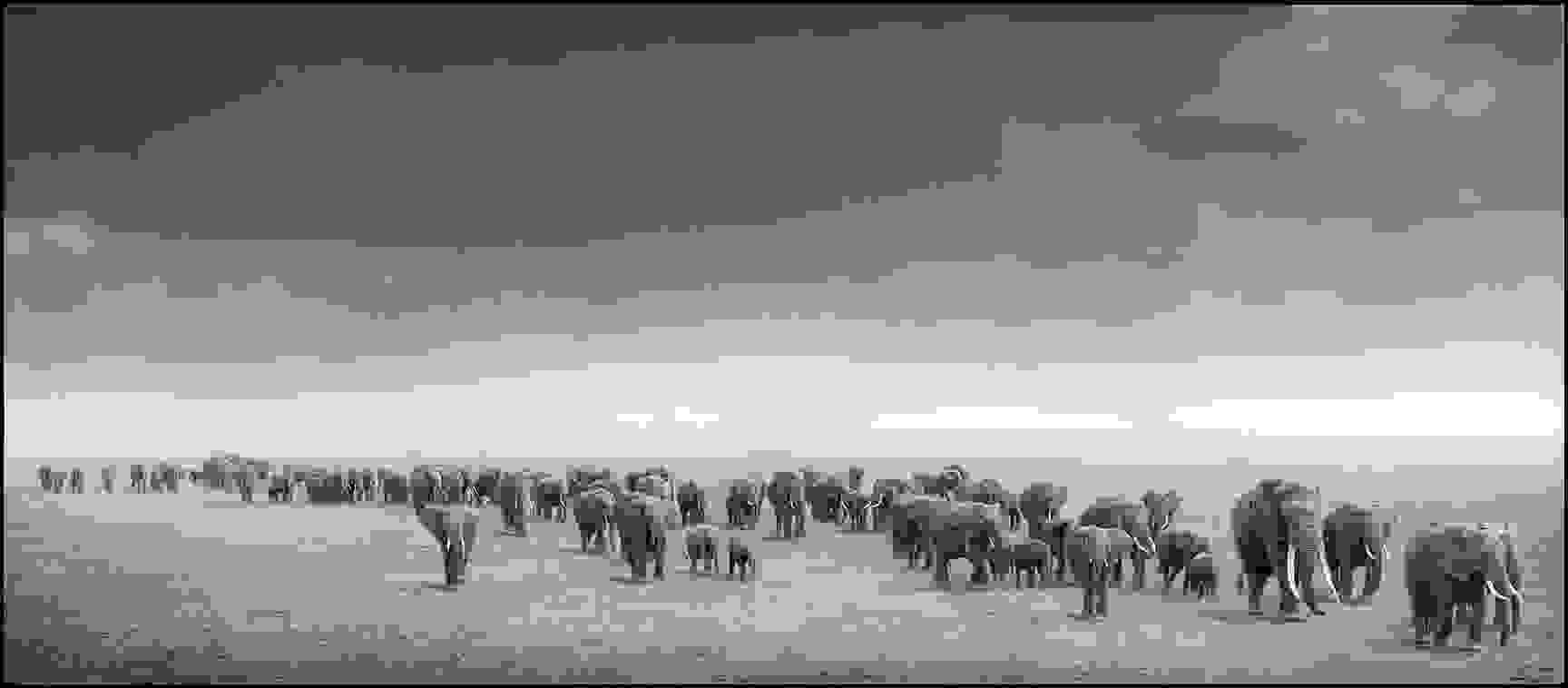 Nick_Brandt1.jpg