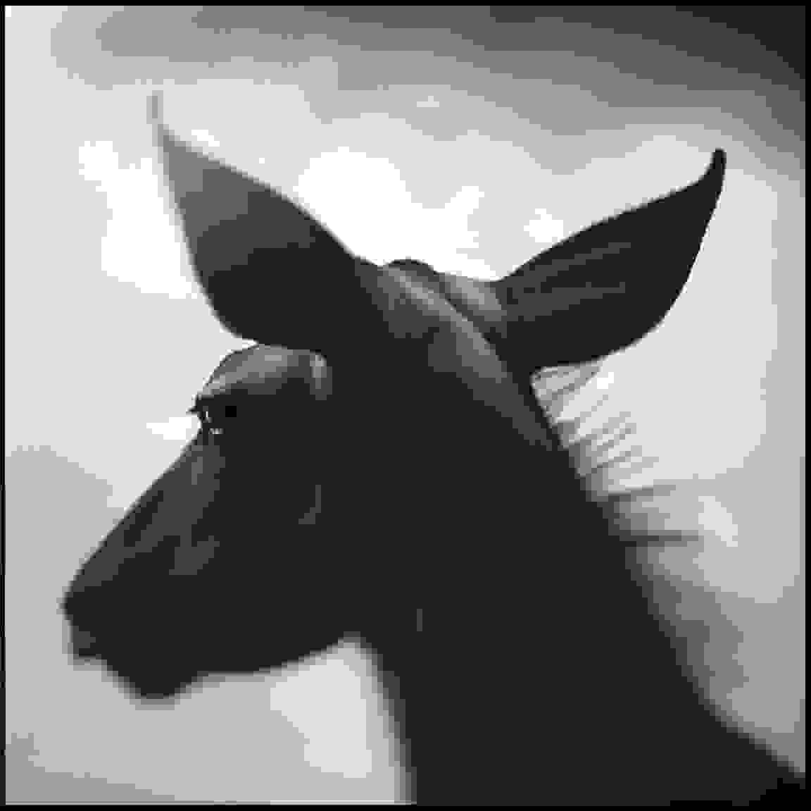 Nick_Brandt10.jpg