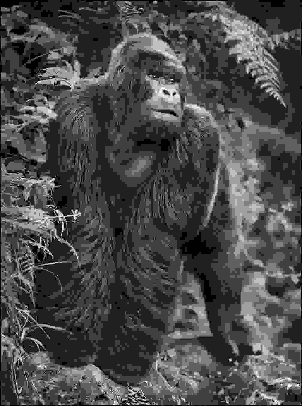 Nick_Brandt13.jpg