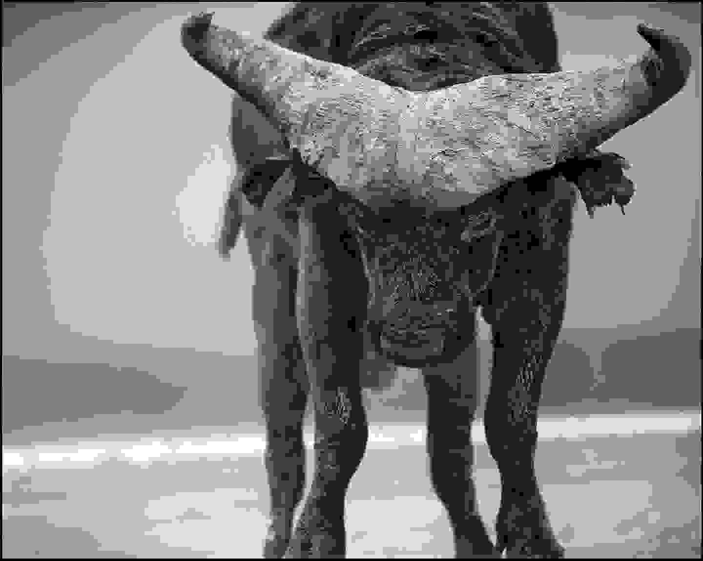 Nick_Brandt17.jpg