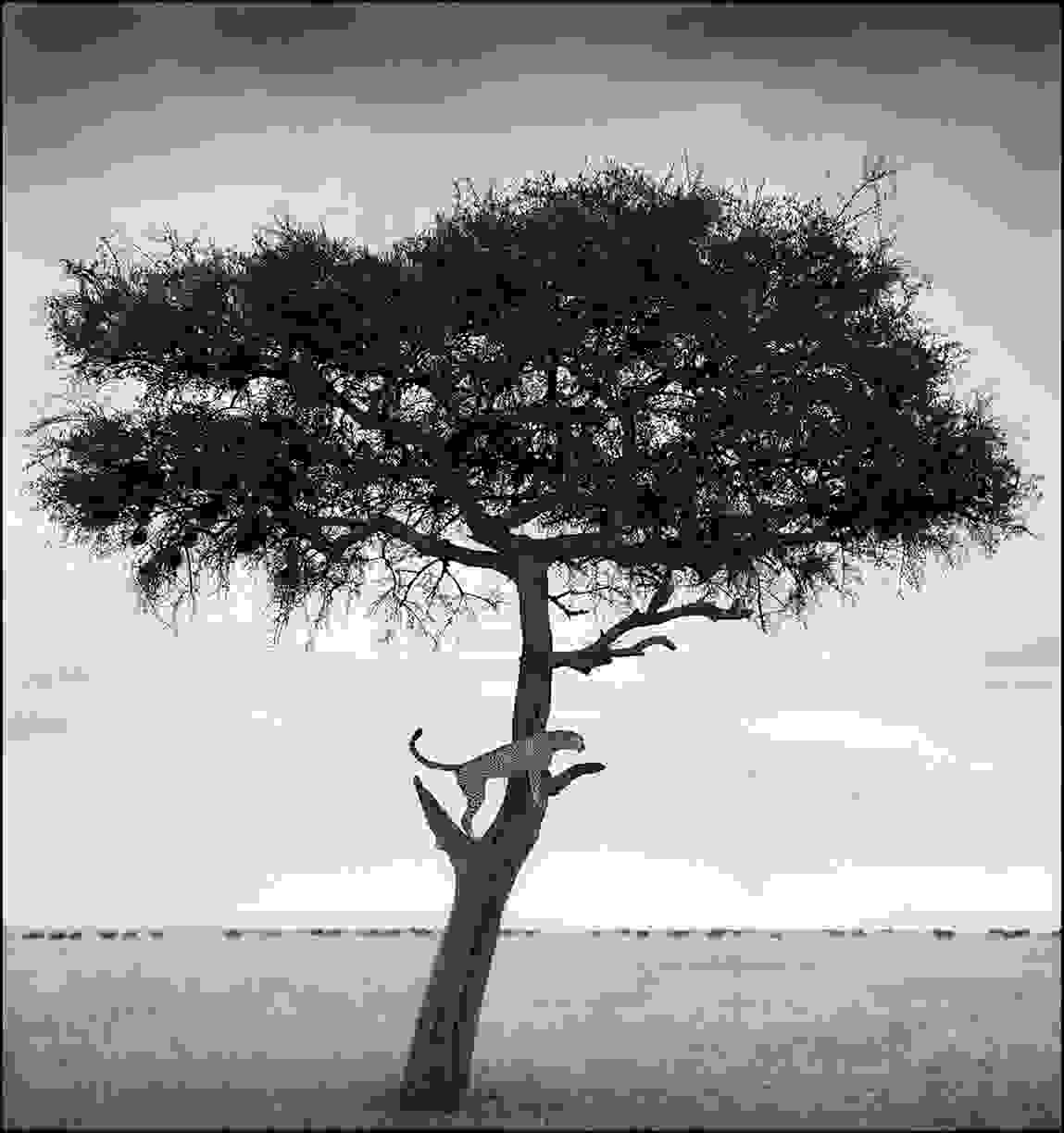 Nick_Brandt2.jpg